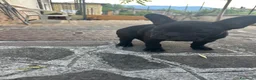 Bulldog Francese cani in vendita: bulldog francese nero tigrato  - Annuncio 5