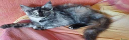 Maine Coon gatti in vendita: Cuccioli Maine coon maschio Black e femmine Tortie - Annuncio 6