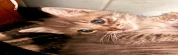 Meticcio gatti in regalo: Gattina splendida educata  - Annuncio 3