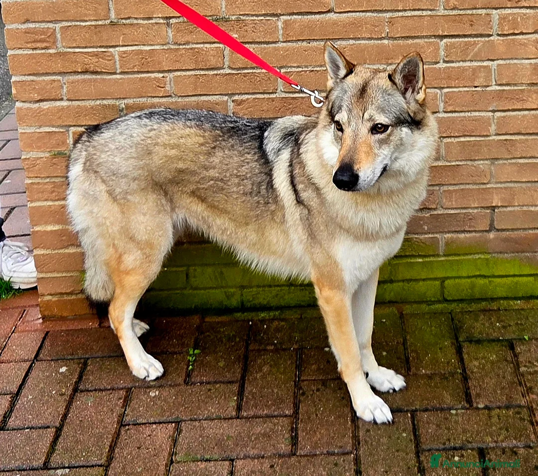 Lupo Cecoslovacco cani in vendita: Cuccioli Lupo Cecoslovacco - Annuncio 2