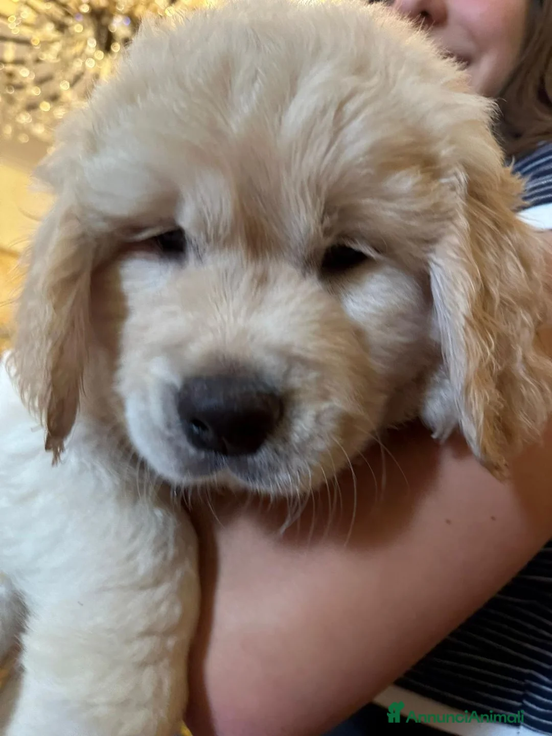 Golden Retriever cani in vendita: cucciolo maschio di golden retriver - Annuncio 2