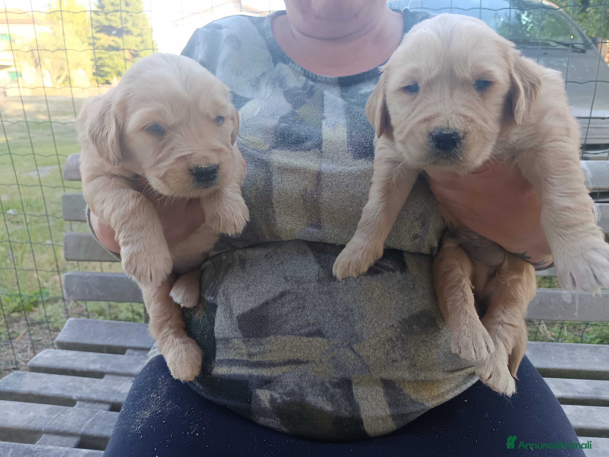 Golden Retriever cani in vendita: Golden retriever cuccioli  - Annuncio 1