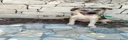 Meticcio cani in regalo: Maschio affettuoso - Annuncio 1