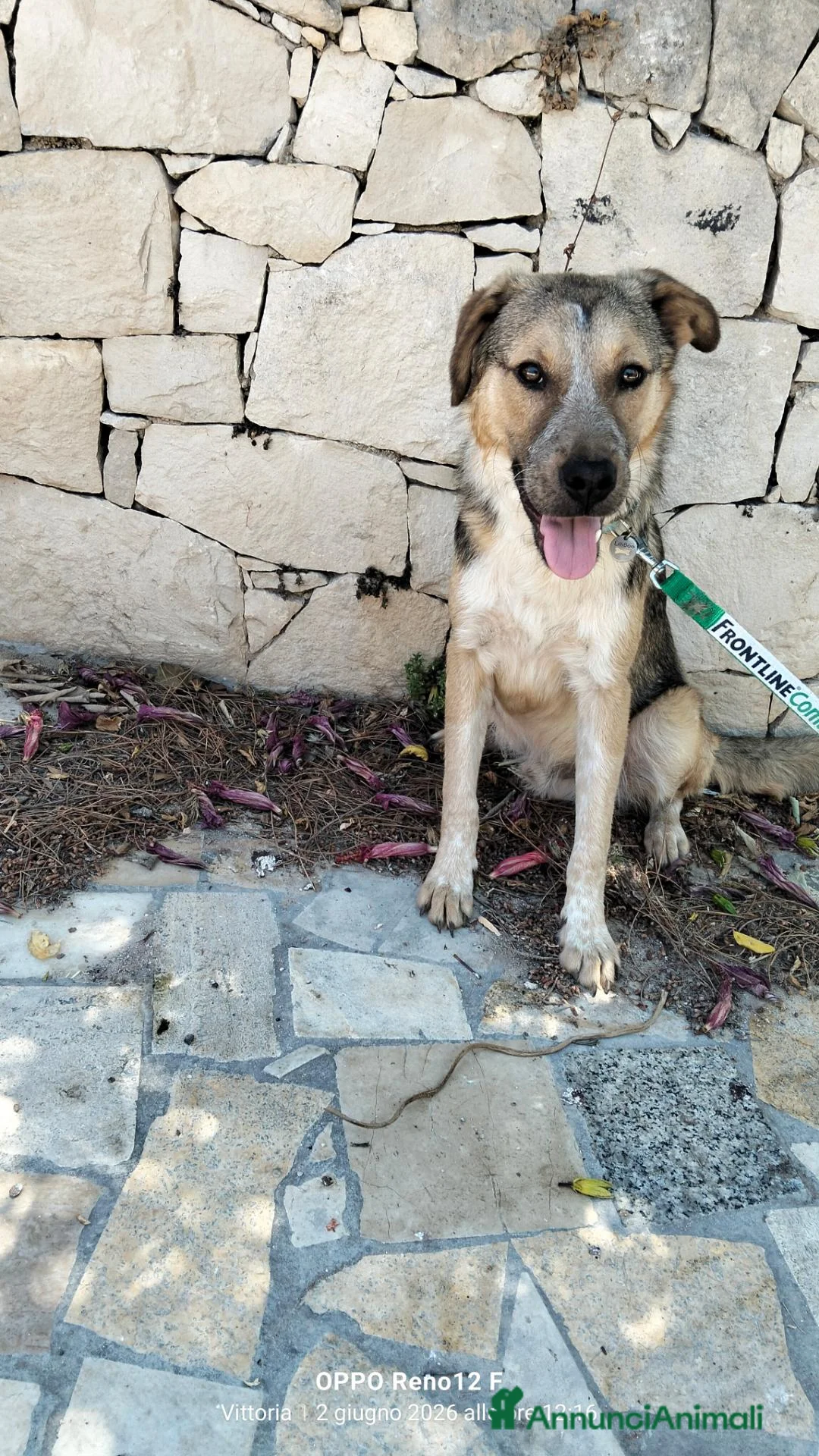 Meticcio cani in regalo: Maschio affettuoso - Annuncio 1