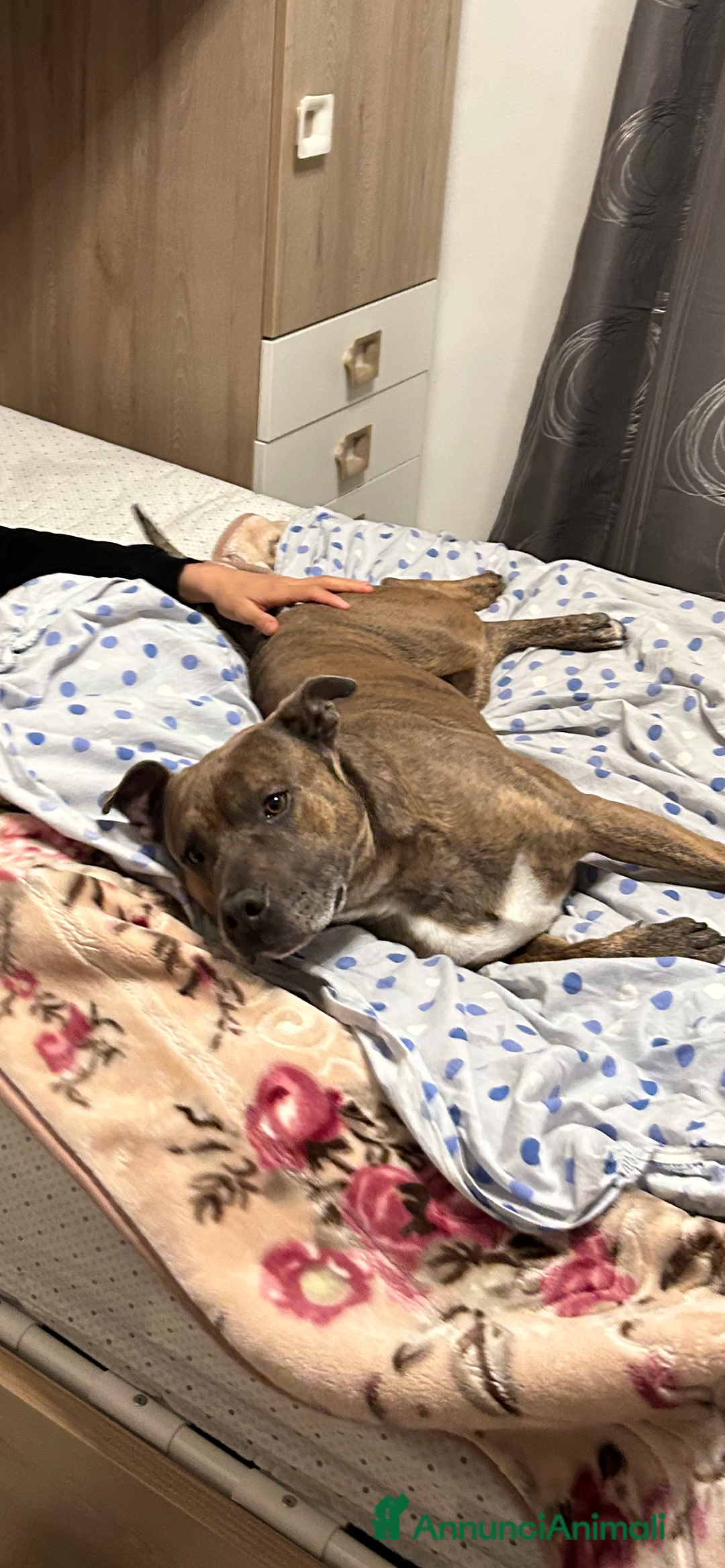 Altre razze cani per accoppiamento: amstaff per monta - Annuncio 3