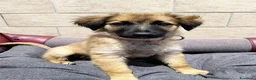 Meticcio cani in regalo: TRUDY cucciola deliziosa - Annuncio 4