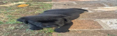 Labrador 3