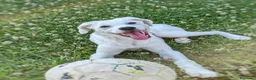 Meticcio cani in regalo: YOSHI 💙 un cucciolo tenero e tranquillo a Città Metropolitana di Bologna - Annuncio 5