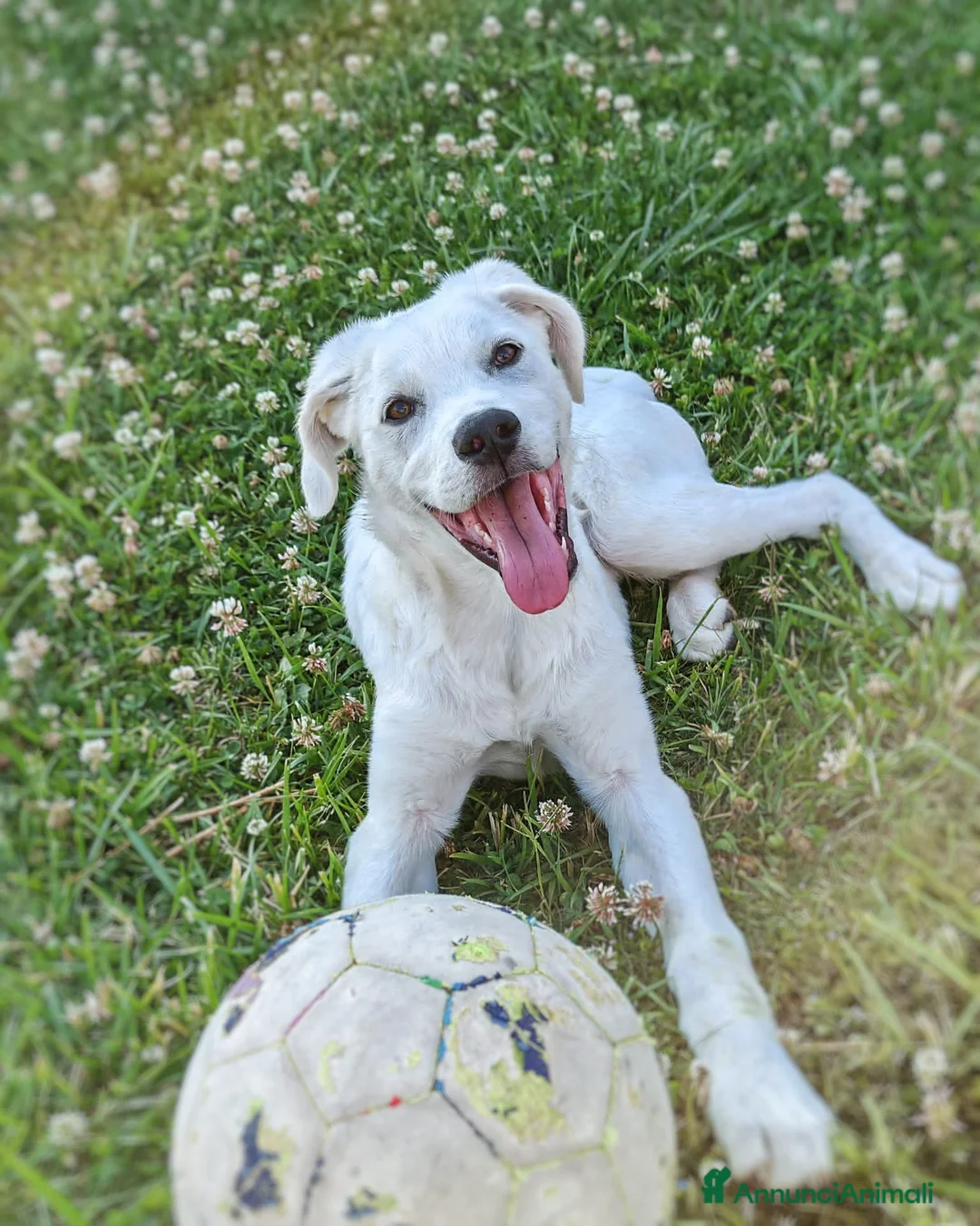 Meticcio cani in regalo: YOSHI 💙 un cucciolo tenero e tranquillo a Città Metropolitana di Bologna - Annuncio 5