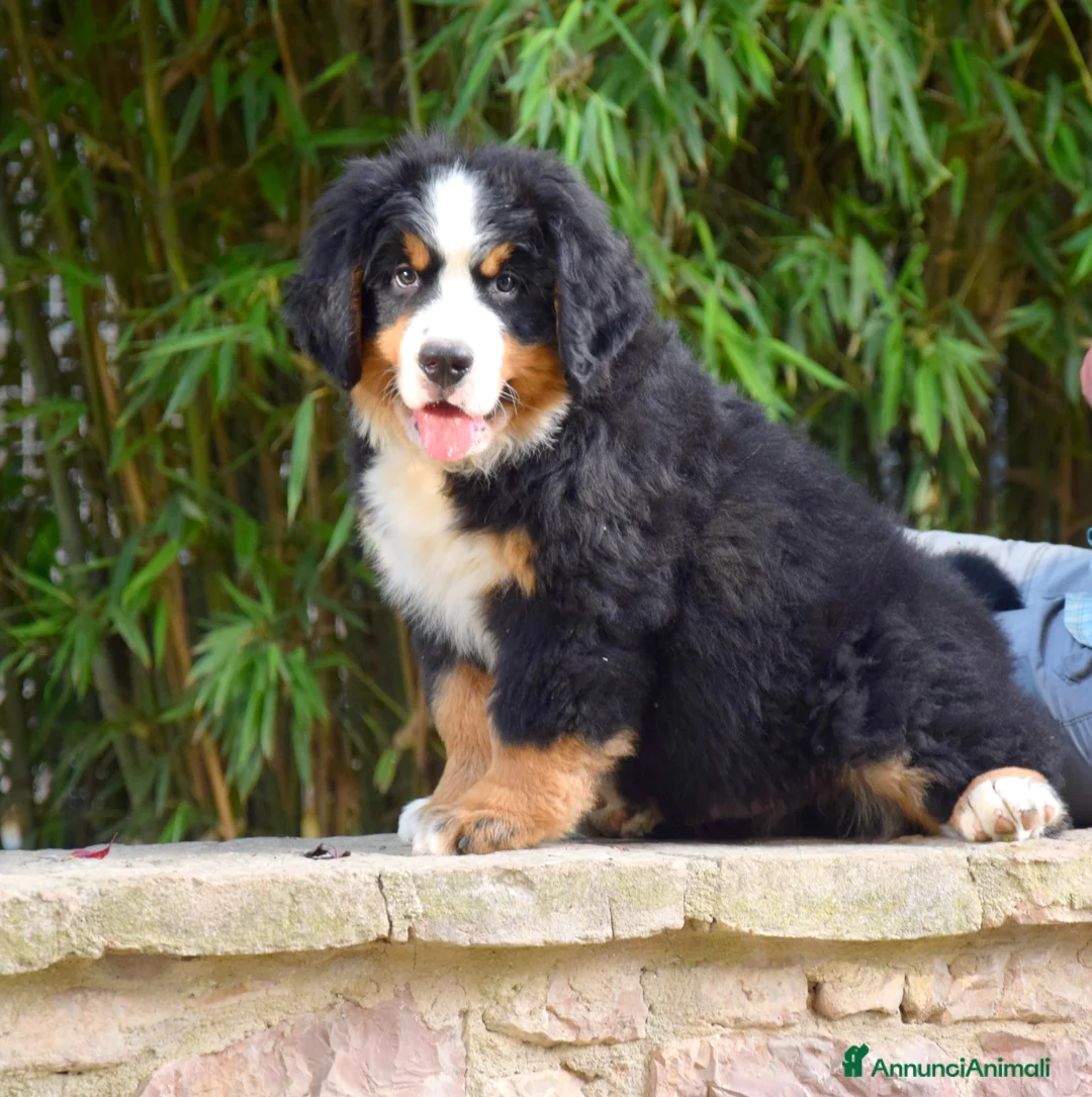 Immagine della galleria {{count}}