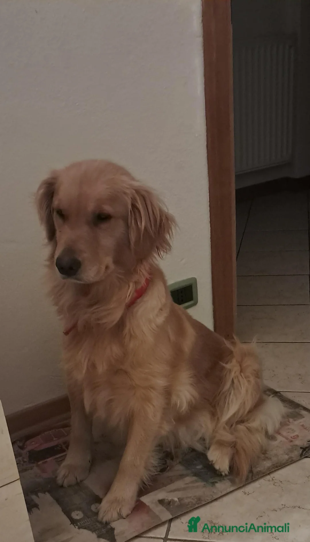 Golden Retriever cani in vendita: Golden Retriever americani, cuccioli a Provincia autonoma di Trento - Annuncio 1