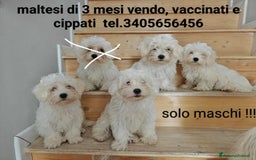 Maltese cani in vendita: Maltesini simpaticissimi maschi  - Immagine 1
