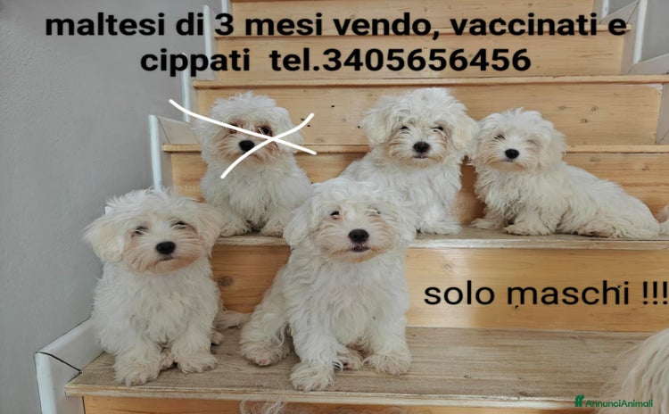 Maltese cani Maltesini simpaticissimi maschi  - Annuncio 10