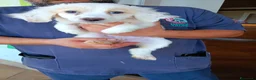 Meticcio cani in regalo: Cucciola di taglia media piccola  - Annuncio 2
