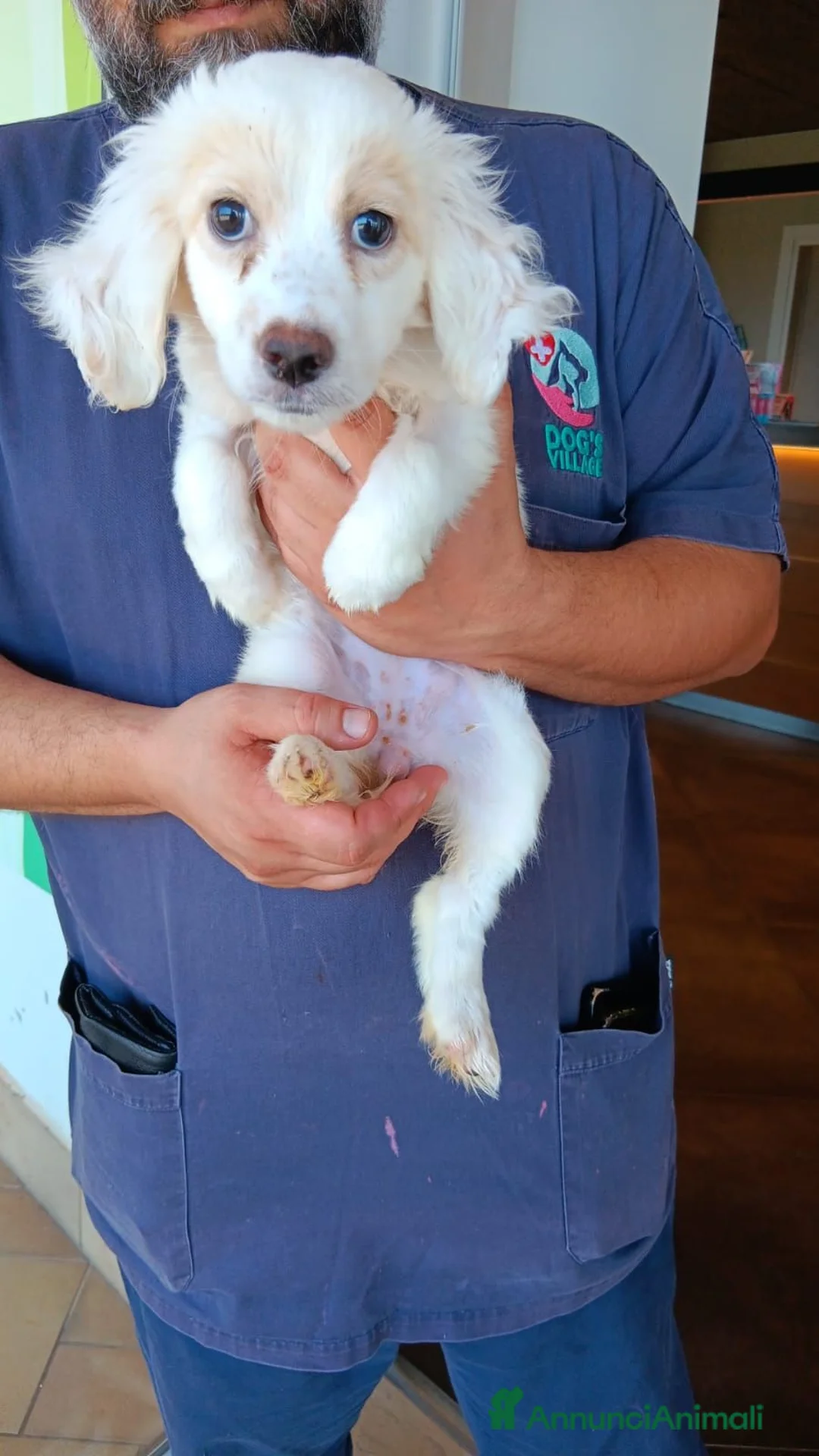 Meticcio cani in regalo: Cucciola di taglia media piccola  - Annuncio 2