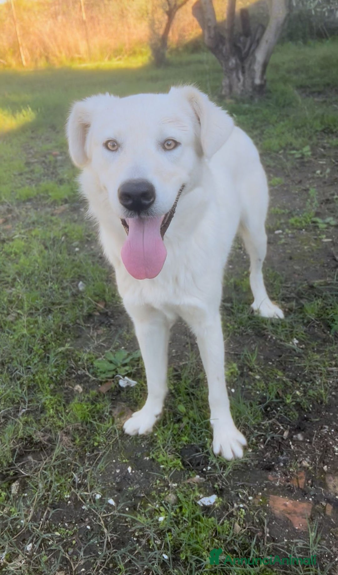 Meticcio cani in regalo: GUE’ 💙 - cucciolo splendido: nessuno chiama 😢🥺 - Annuncio 5