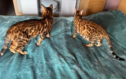 Bengala gatti in vendita: Cuccioli Bengala  a Provincia di Cuneo - Immagine 7
