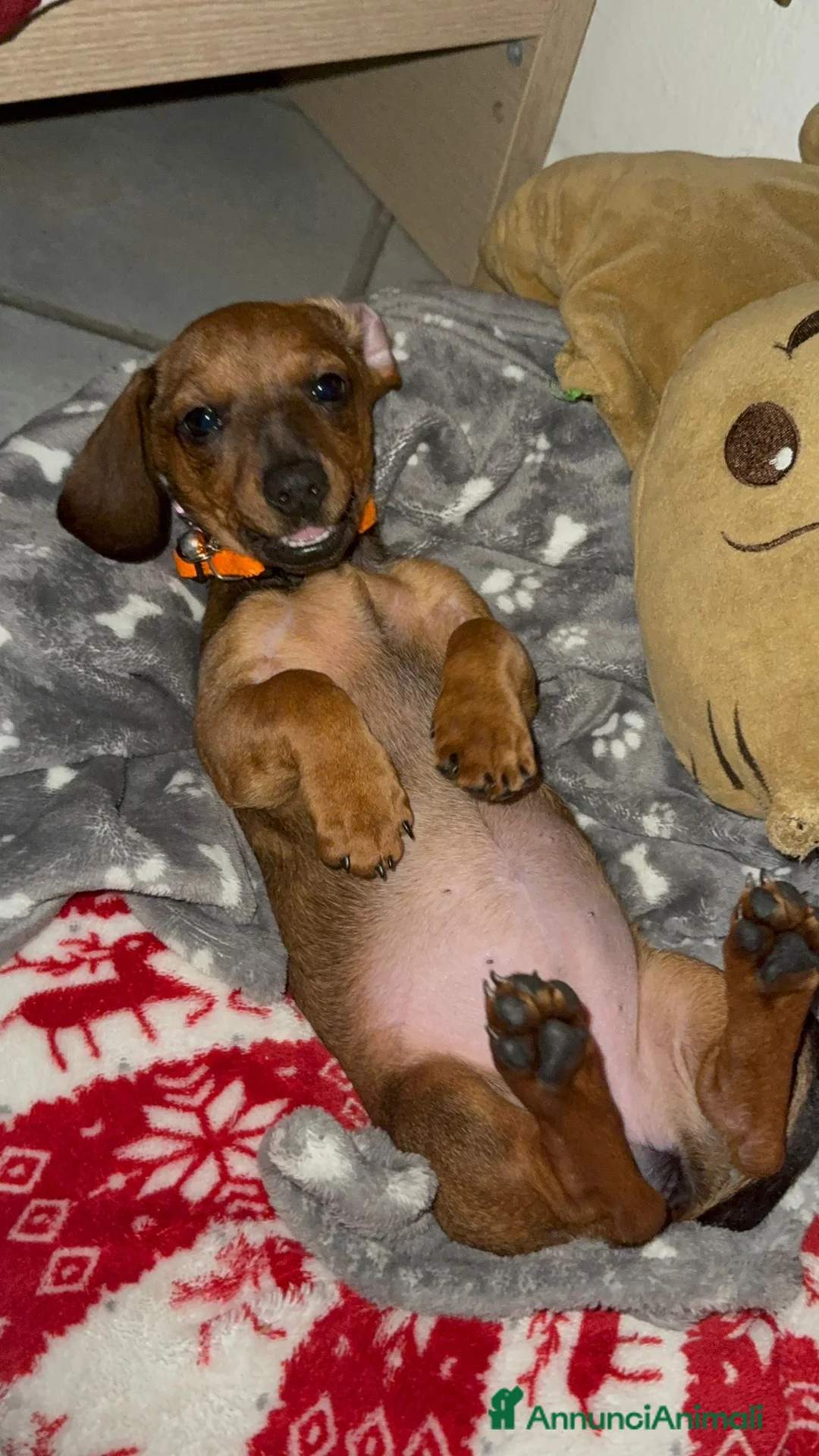 Bassotto cani in vendita: bassotto. Femmina  - Annuncio 1