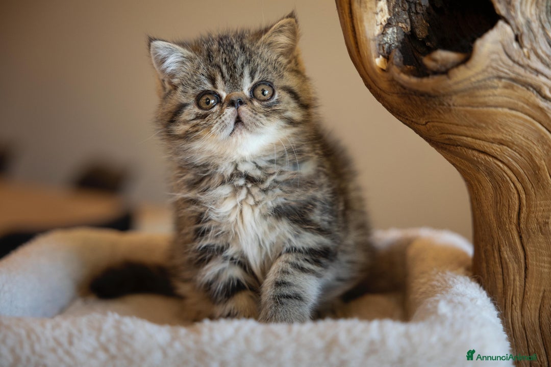 Persiano gatti in vendita: Gatti Persiani ed Exotic Shorhair - Annuncio 6