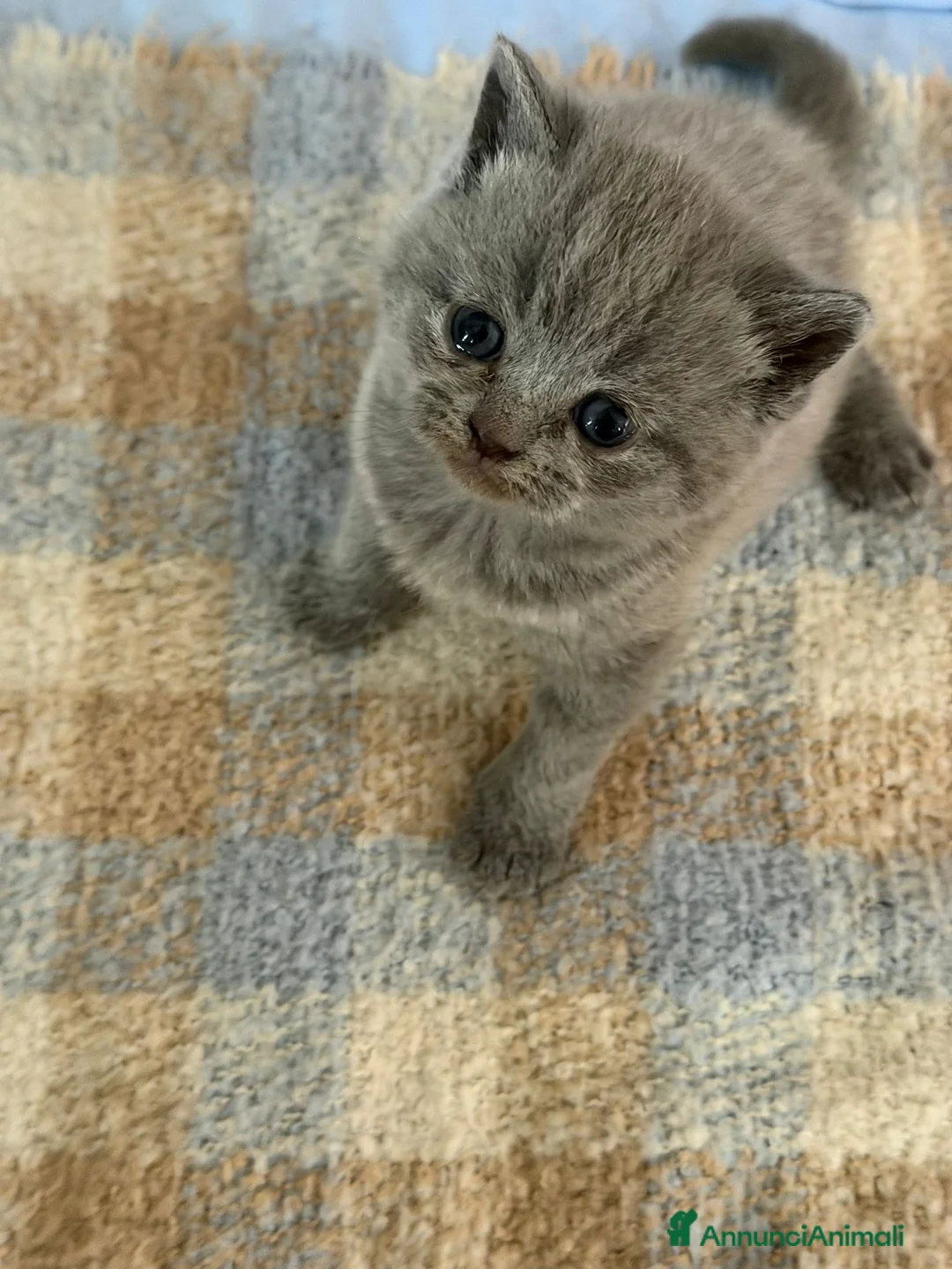 Scottish gatti in vendita: scottish gattini - Annuncio 2