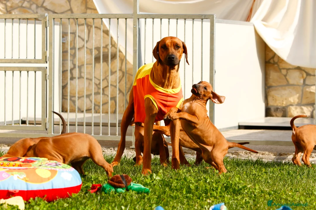 Immagine della galleria {{count}}