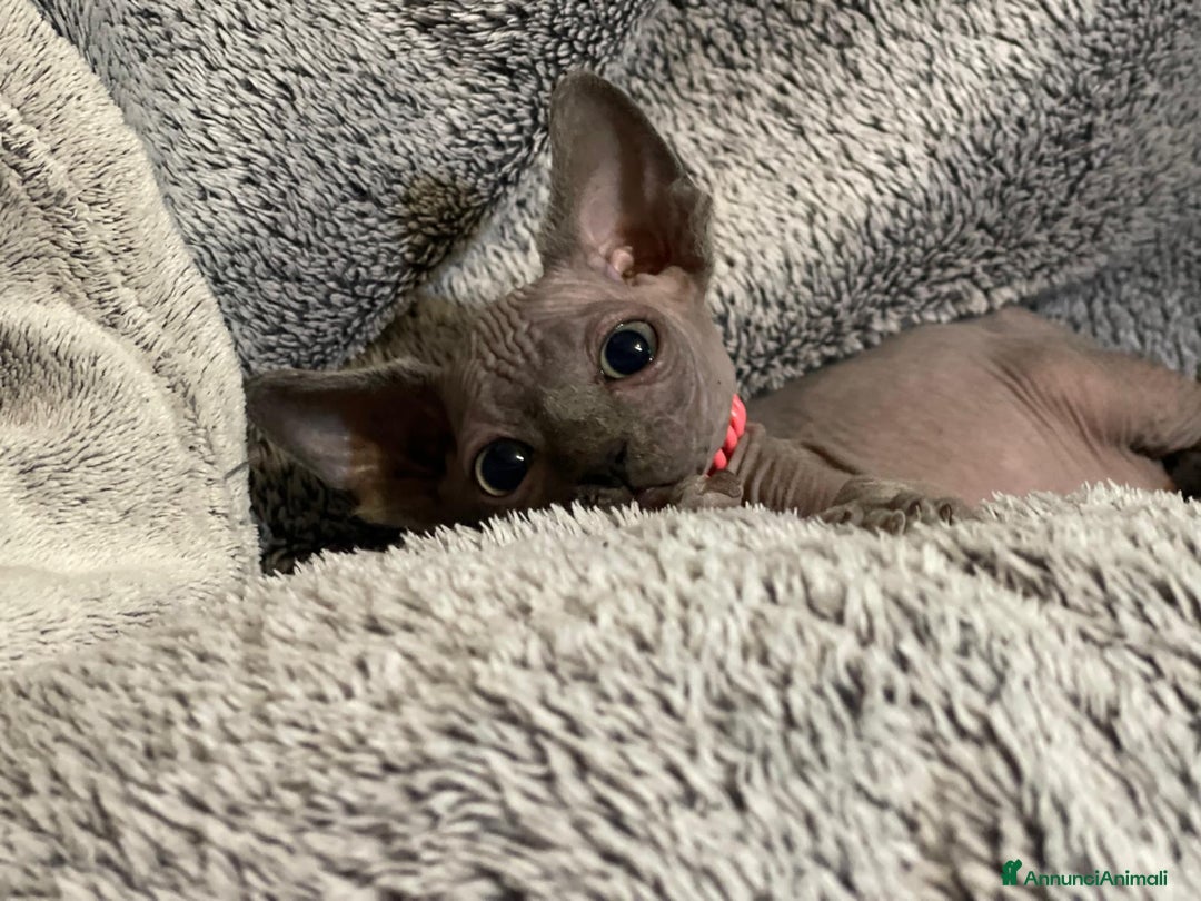 Sphynx gatti in vendita: Cuccioli di gatto shynx a Città metropolitana di Roma Capitale - Immagine 6