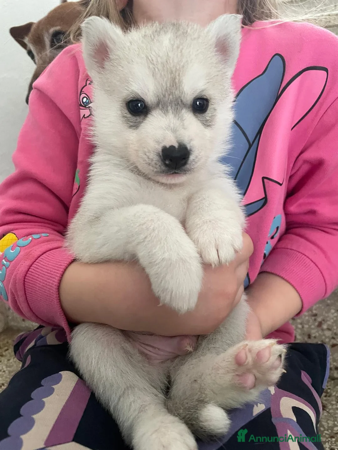 Husky cani in vendita: Siberian Husky, cuccioli alta genealogia - Annuncio 4