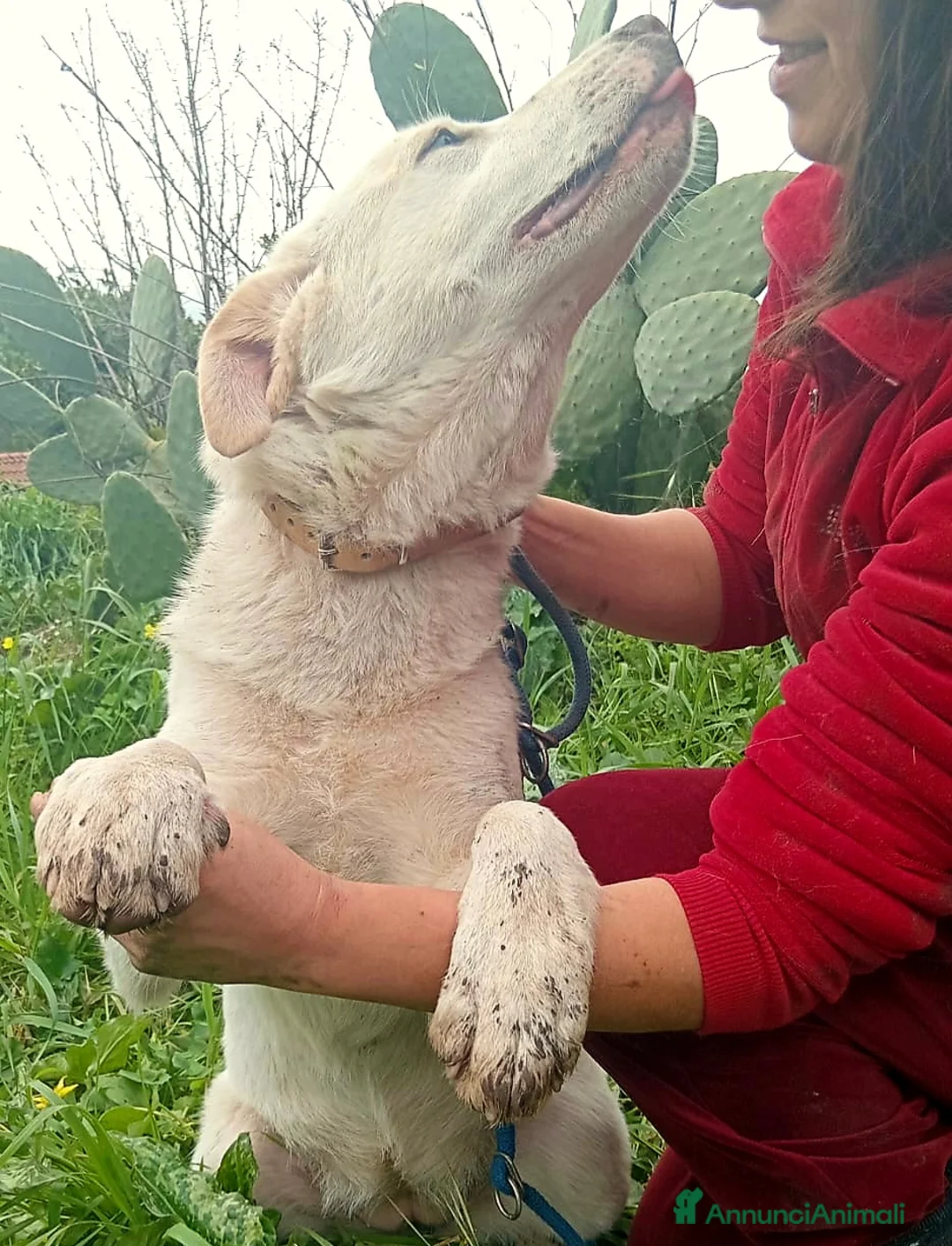 Meticcio cani in regalo: UNA MAMMA PER PERLA - Annuncio 4