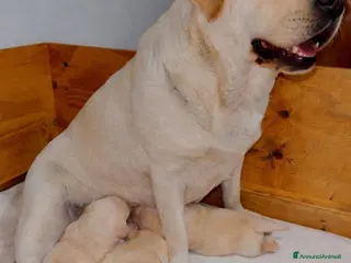 Labrador cani Stupendi cuccioli di Labrador - Annuncio 1