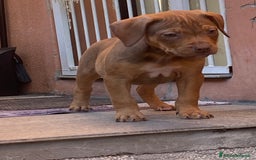 Pitbull cani in vendita: Cucciola di Pitbull Tricolor con Pedigree  a Città Metropolitana di Milano - Immagine 4