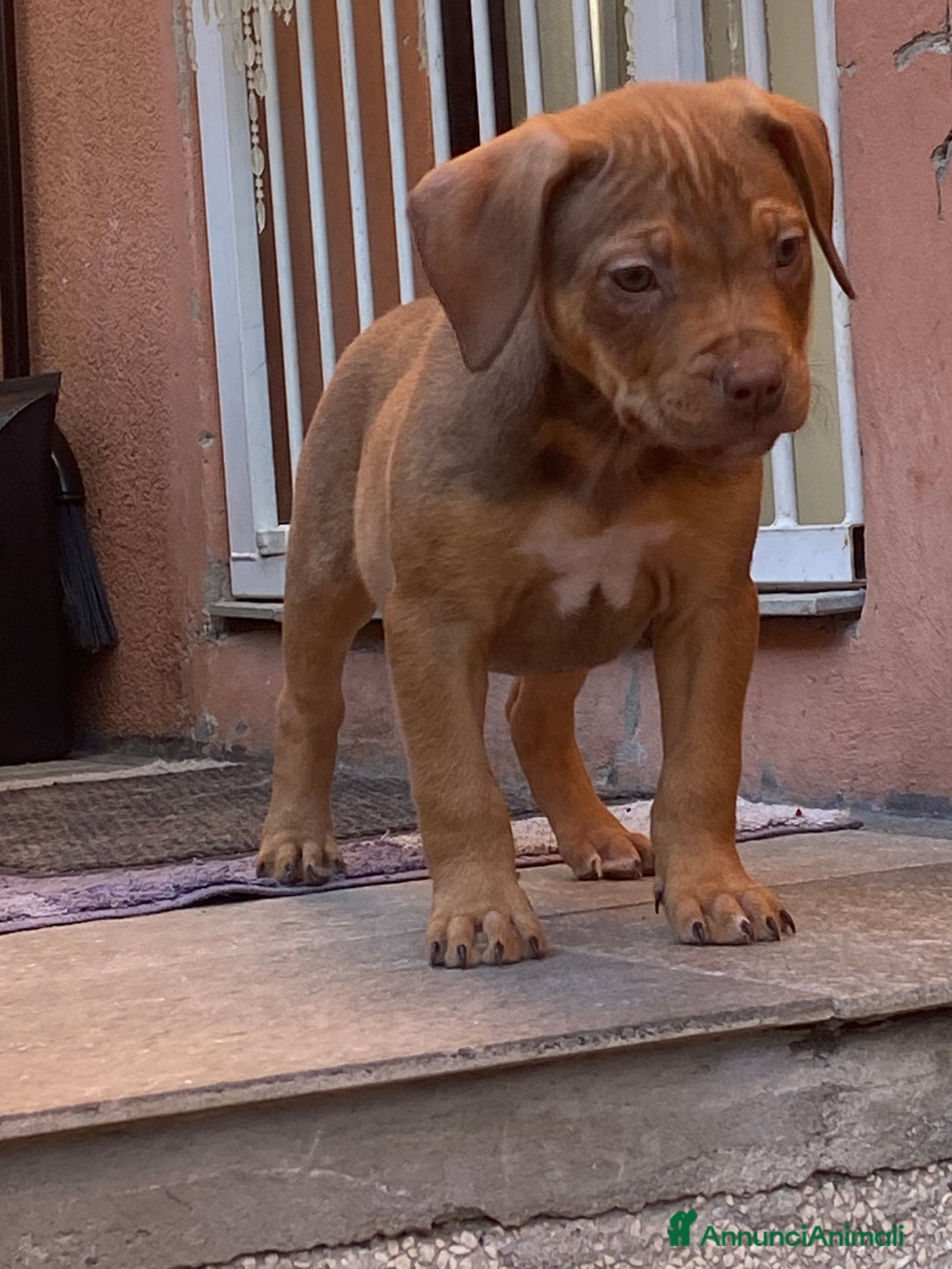 Pitbull cani in vendita: Cucciola di Pitbull Tricolor con Pedigree  a Città Metropolitana di Milano - Immagine 4