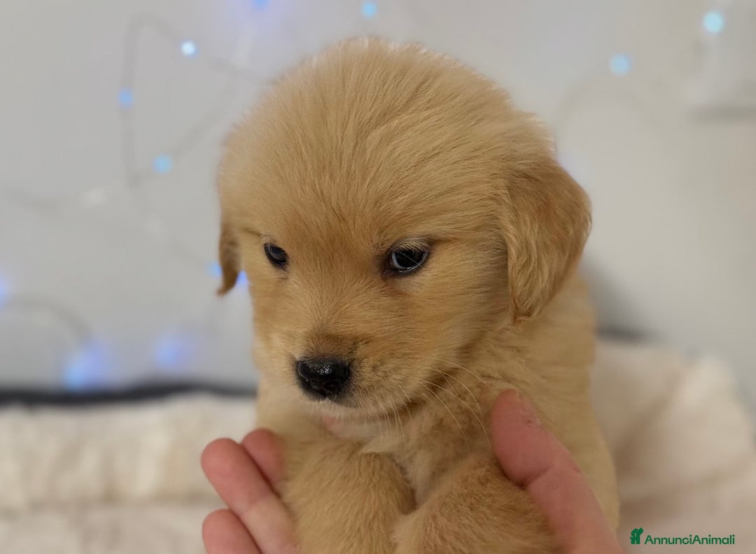 Golden Retriever cani in vendita: 🐾 Golden Retriever – disponibili da subito! 🐾 - Annuncio 3
