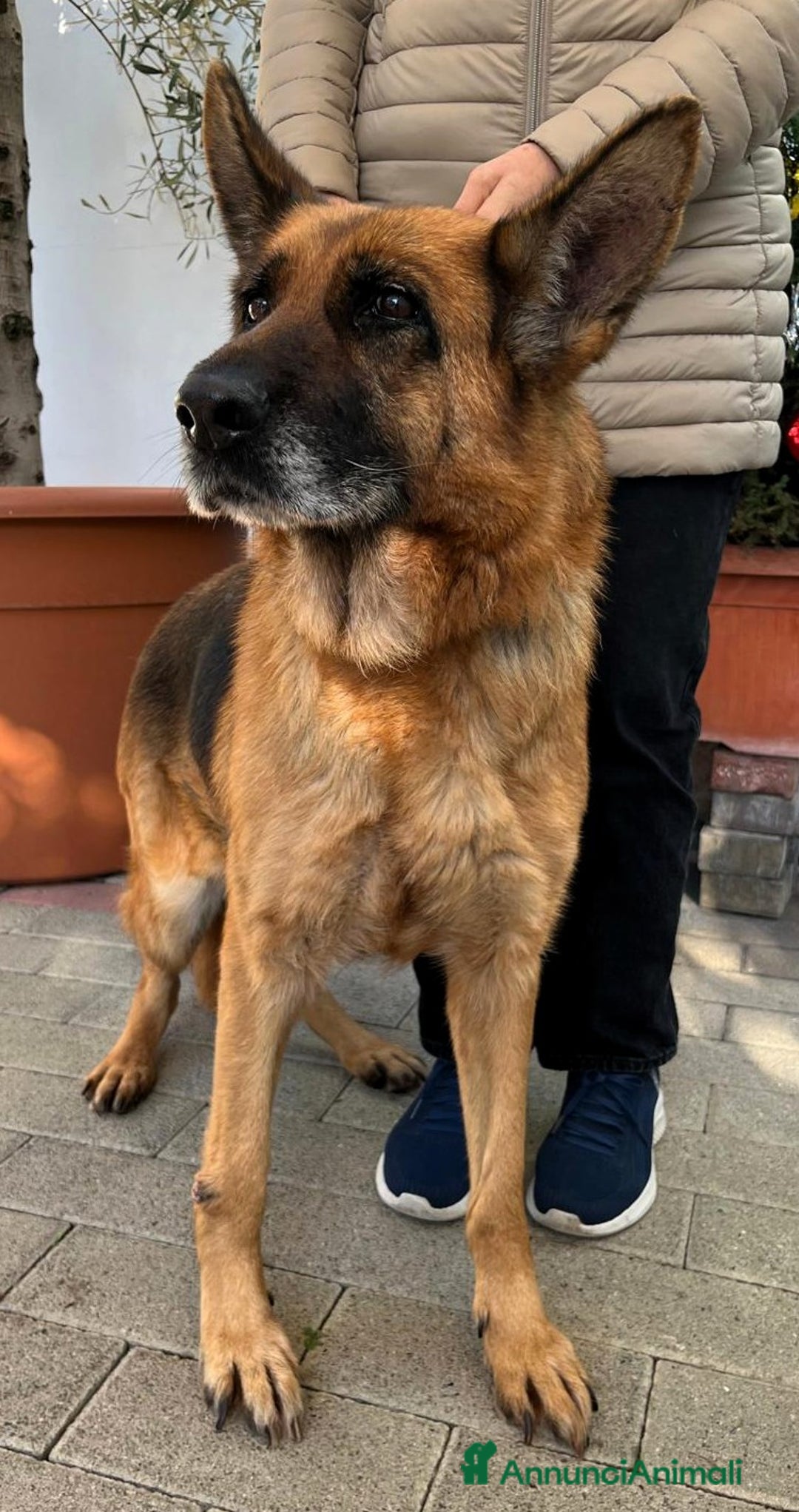 Pastore Tedesco cani in regalo: GIANNA PASTORE TEDESCO - Annuncio 3