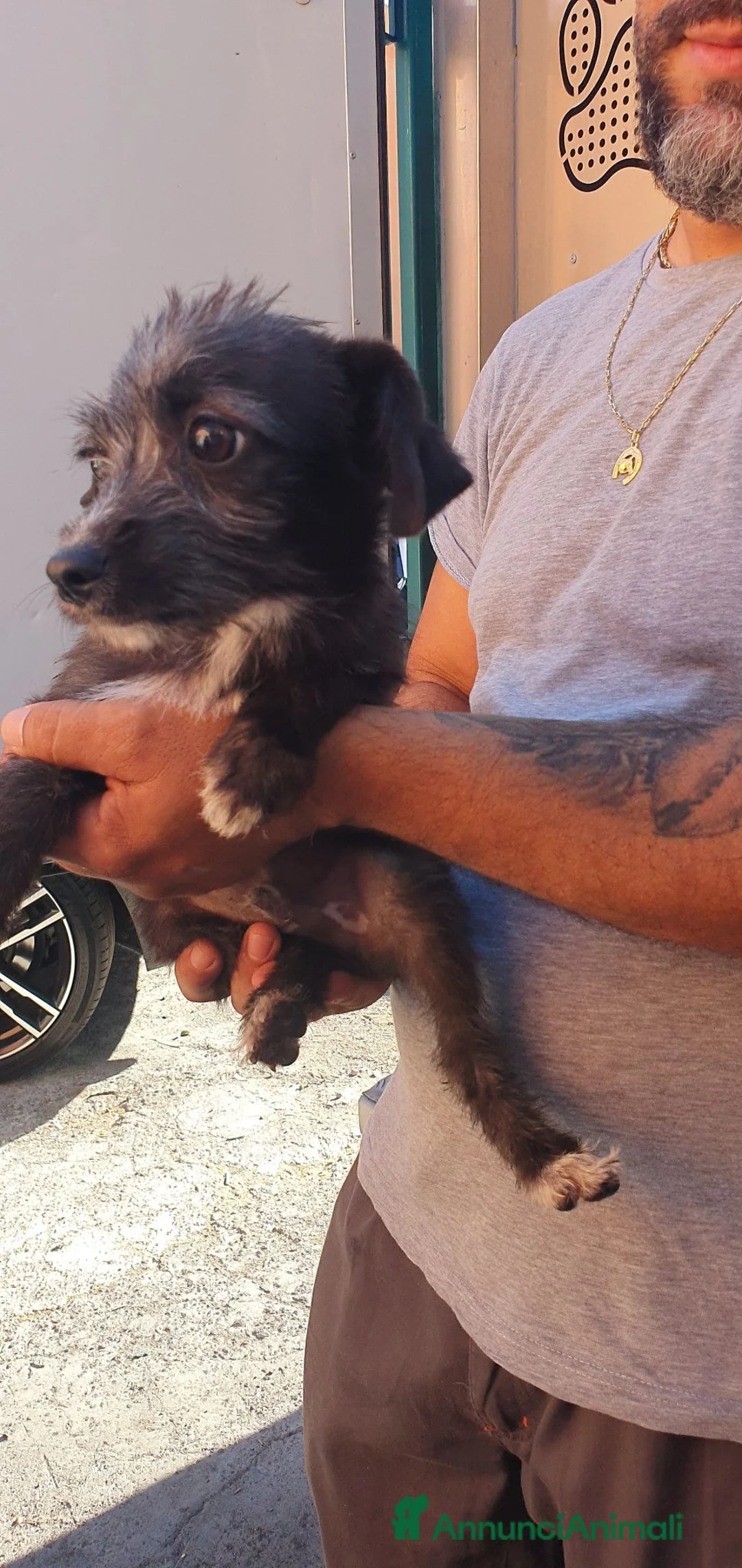 Meticcio cani in regalo: Tommaso Yorkshire/Pinscher Mix in Canile - Annuncio 2