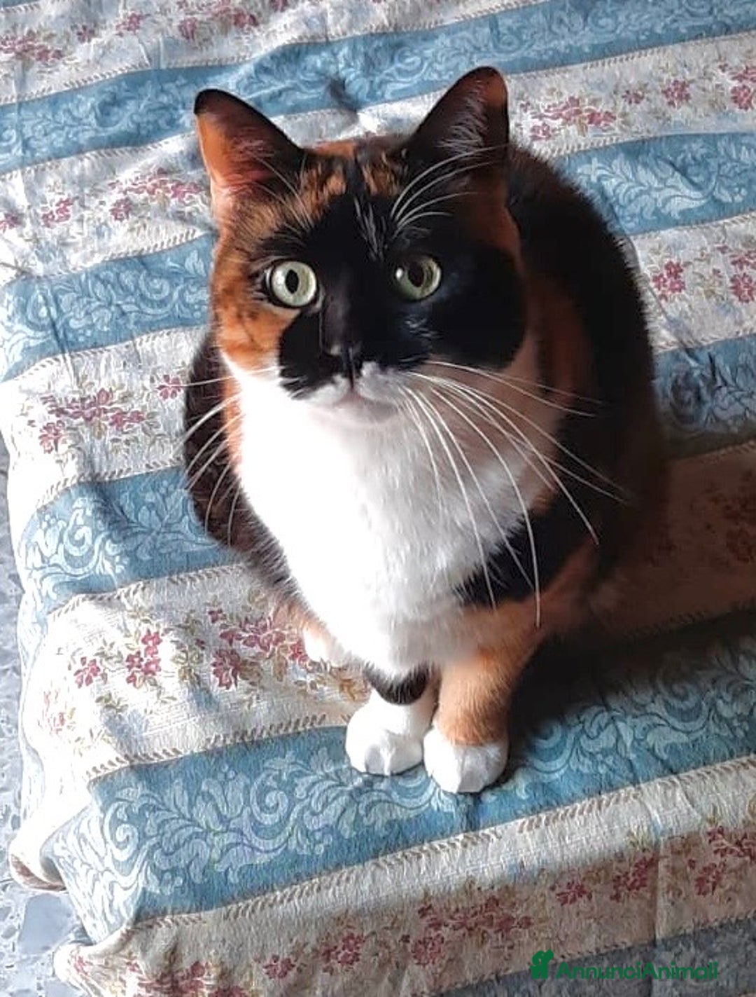 Europeo gatti in regalo: Gattine 2 anni sterilizzate e testate - Annuncio 3