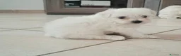 Maltese cani in vendita: Cuccioli maltese  - Annuncio 5