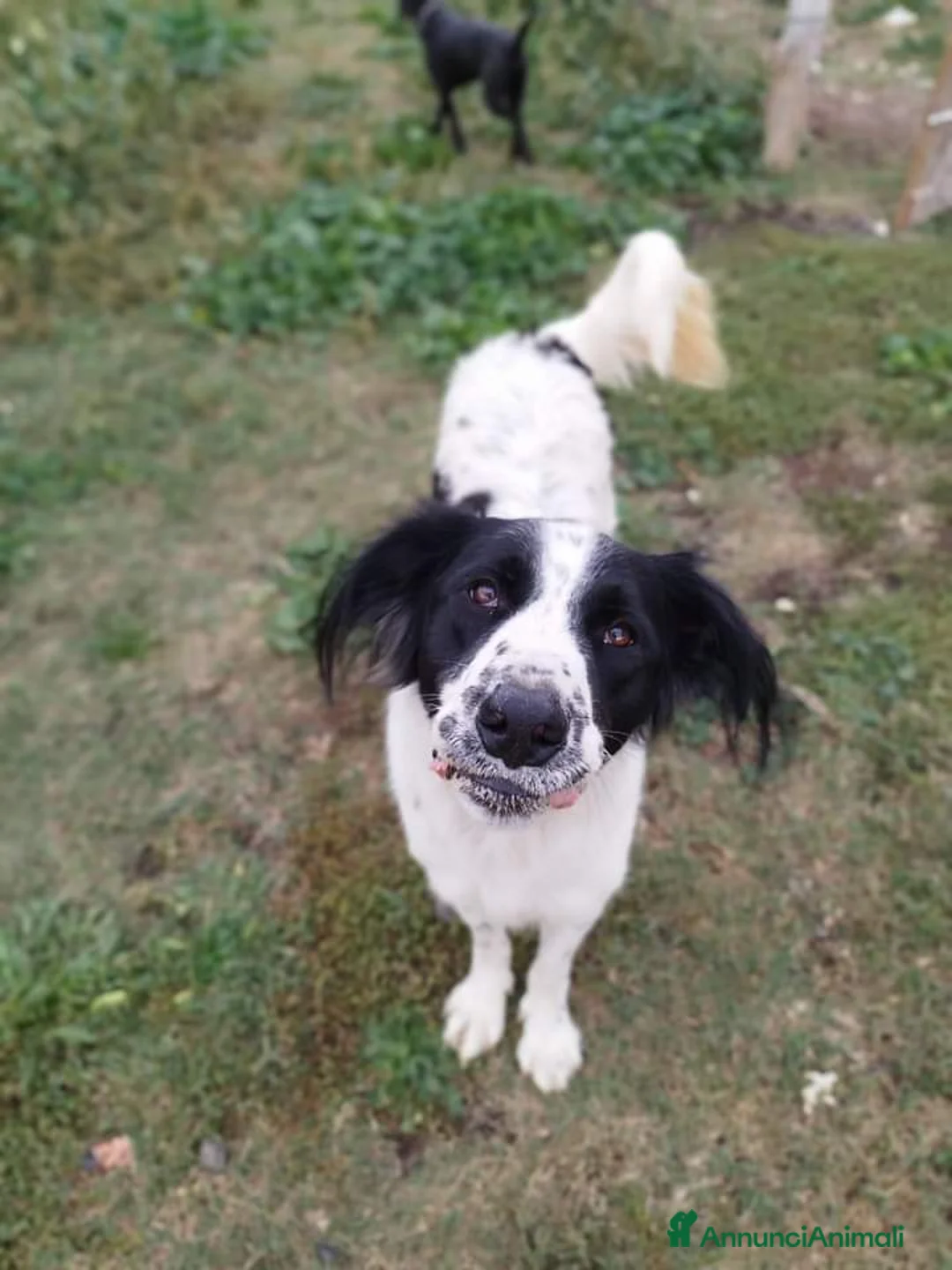 Meticcio cani in regalo: Yoghi simil Setter 2anni aspetta da 1anno ROMA a Città Metropolitana di Milano - Annuncio 1