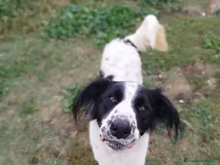 Meticcio cani Yoghi simil Setter 2anni aspetta da 1anno ROMA - Annuncio 35