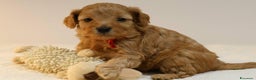 Meticcio cani in vendita: Cuccioli di F1BB Cavapoo Rosso & Crema - Annuncio 3