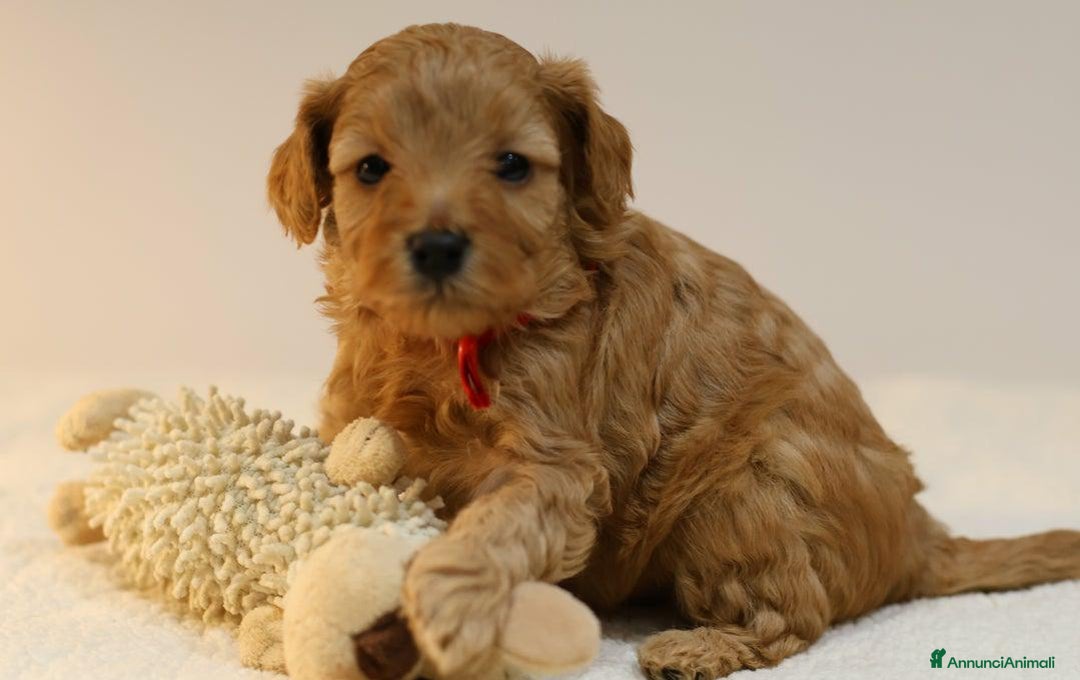 Meticcio cani in vendita: Cuccioli di F1BB Cavapoo Rosso & Crema - Annuncio 3