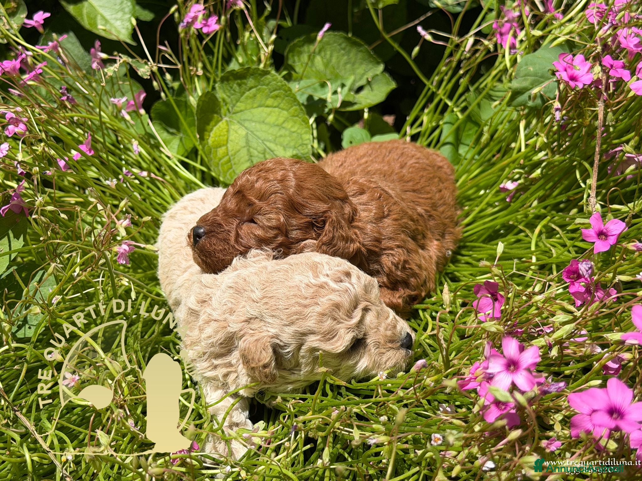 Barboncino Toy cani Barboncino Toy – TreQuartidiLuna - Annuncio 10