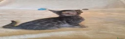 Bengala gatti in vendita: Cuccioli gatto bengala  - Annuncio 10