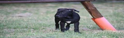 Pitbull cani in vendita: Cucciola Pit Bull con pedigree anche a rate - Annuncio 12