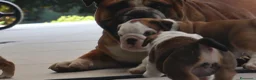 Bulldog cani in vendita: Cuccioli Bulldog Inglese con Pedigree - Annuncio 26