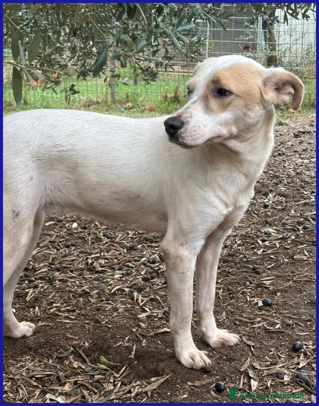 Meticcio cani in regalo: CALU' TENERA CAGNOLINA 2 ANNI,SALVATA DALLA GABBIA - Annuncio 10