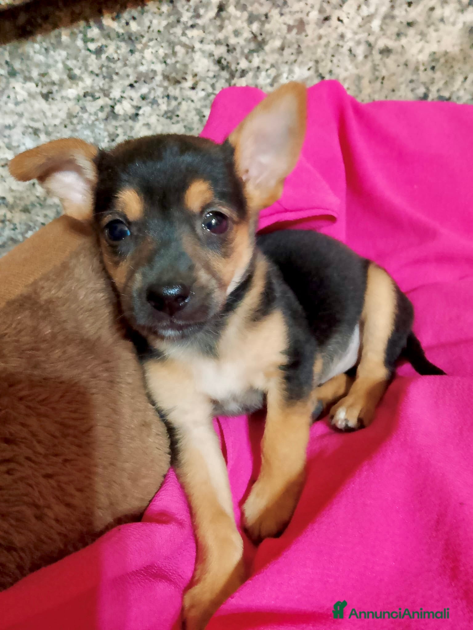 Meticcio cani Cucciola femmina taglia piccola - Annuncio 1