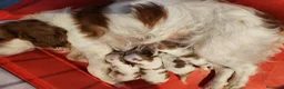 Cavalier King cani in vendita: Cuccioli di Cavalier King con pedigree - Annuncio 9