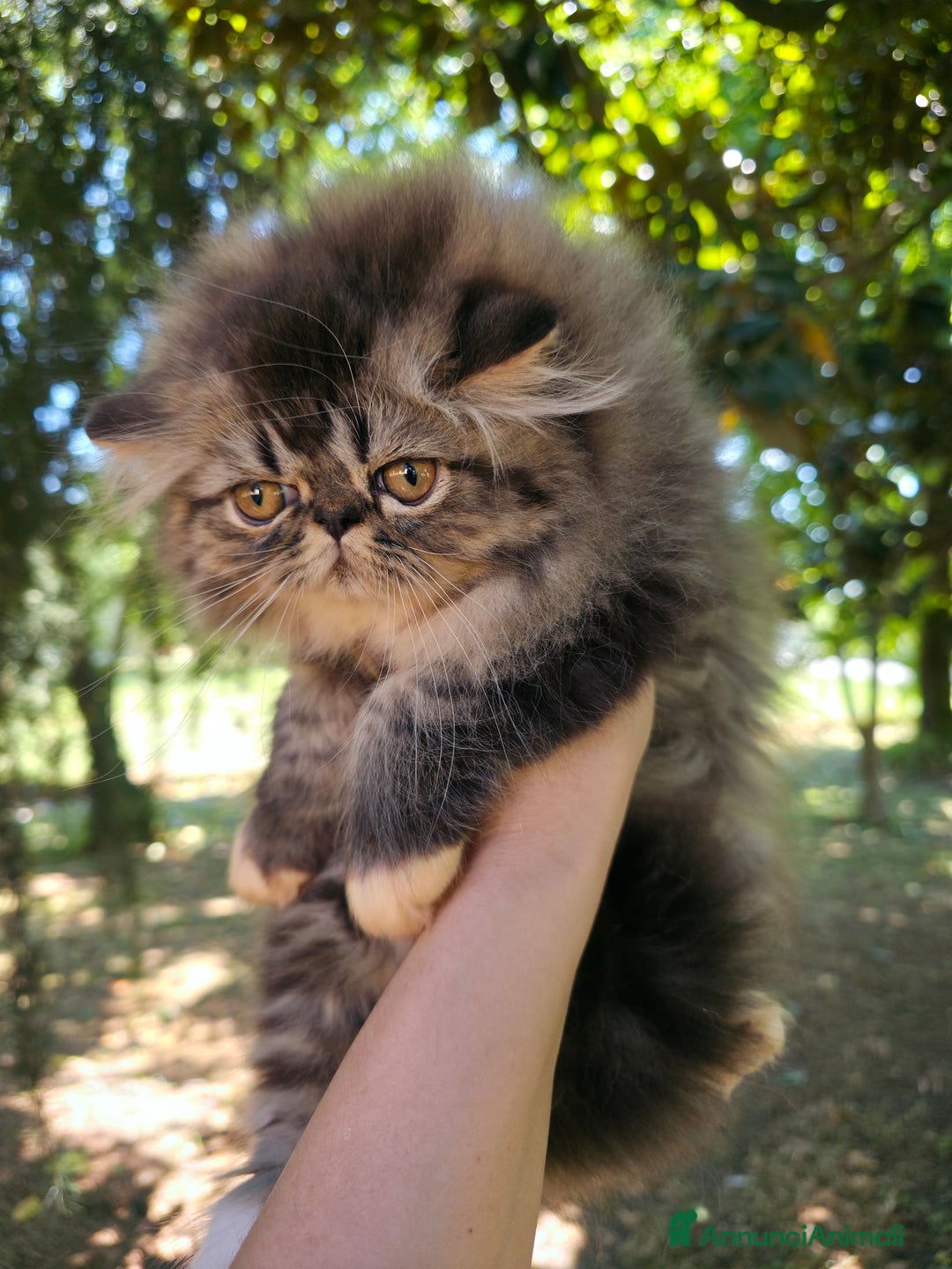 Persiano gatti in vendita: Gattini persiani a Provincia di Padova - Immagine 19