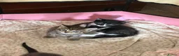 Meticcio gatti in regalo: Regalo gattini - Annuncio 3