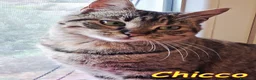 Europeo gatti in regalo: CHICCO, IL RE DELLE FUSA - Annuncio 1
